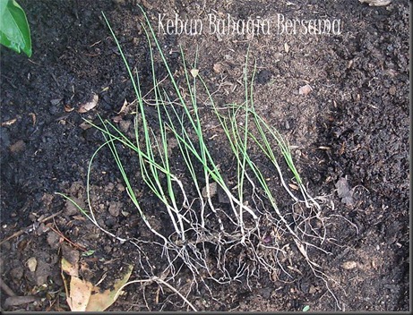 Leek Seedlings