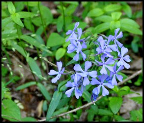 04 - Spring Wildflowers - Blue Phlox