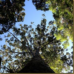 Kauri trees