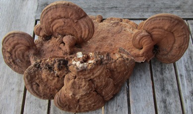 Flacher Lackporling Ganoderma applanatum