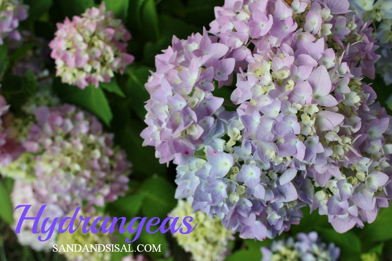 [Endless%2520Summer%2520Hydrangea%2520%2528800x533%2529%255B9%255D.jpg]