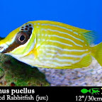 Siganus_puellus.jpg