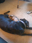 And she let's me cuddle up to sleep with her too.  That makes me feel safe!