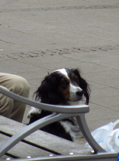 'Linus' contemplates the plight of his Viking ancestors...