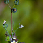 weed flower.jpg