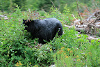 glacier_national_park_-_2009
