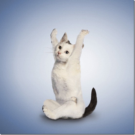 yogacats2 yogacats2