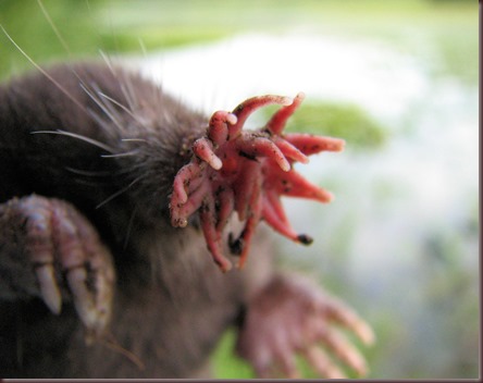 Amazing Animal Pictures Star Nosed Mole (6)
