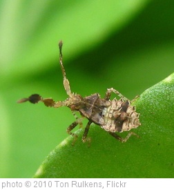 'Bug' photo (c) 2010, Ton Rulkens - license: http://creativecommons.org/licenses/by-sa/2.0/