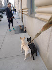 Franny, I was just making friends with these tiny pups!  Hey there!  Don't be shy!  Just because we're a bit bigger than you, doesn't mean we're not friendly!