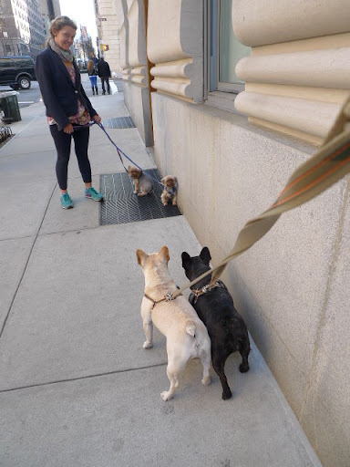 Franny, I was just making friends with these tiny pups!  Hey there!  Don't be shy!  Just because we're a bit bigger than you, doesn't mean we're not friendly!