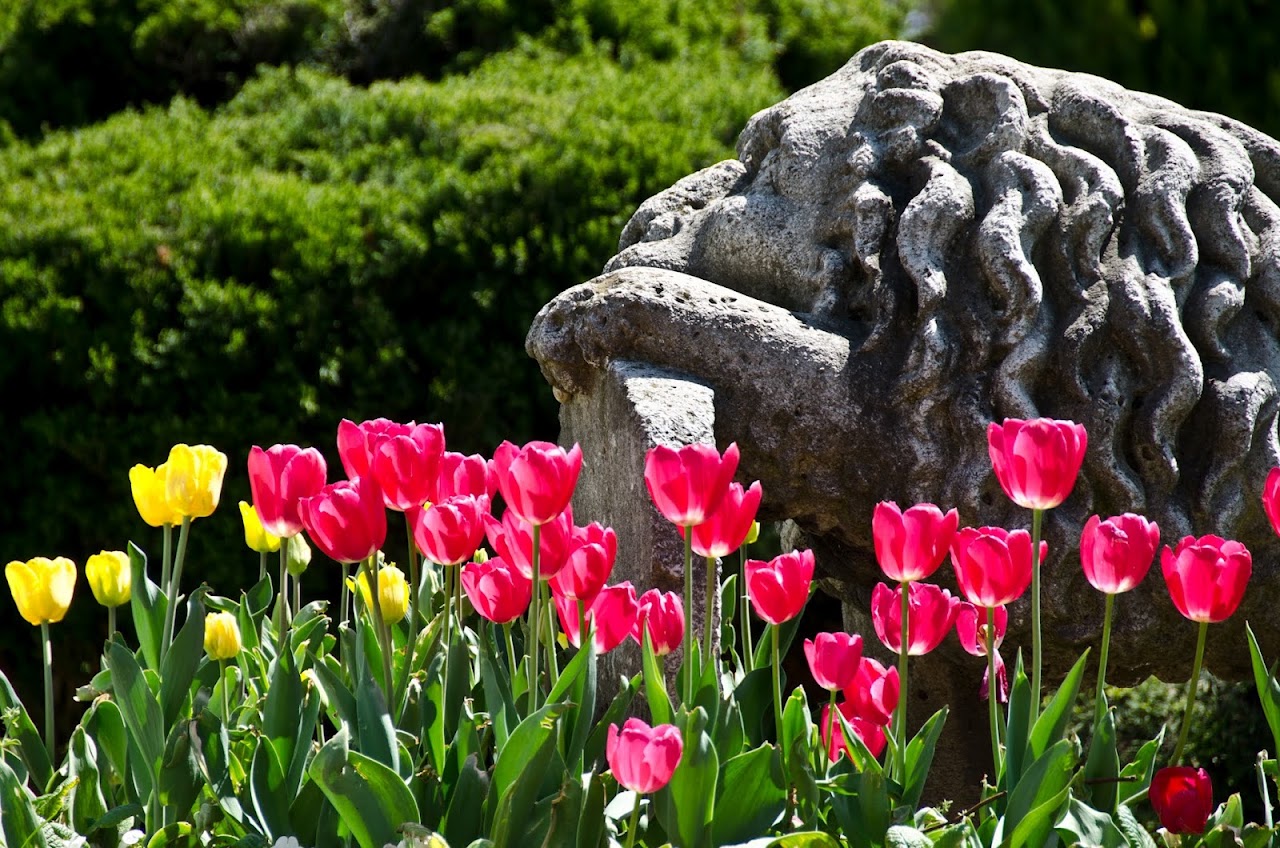 Tulips in Istanbul