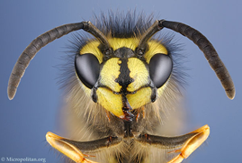 c0 the face of a wasp, from http://www.microscopy-uk.org.uk