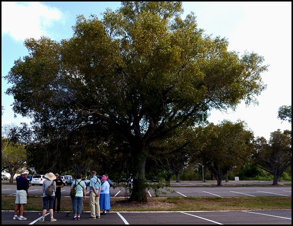10d - Tree Walk - Mahogany Tree