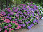 Botanic Gardens