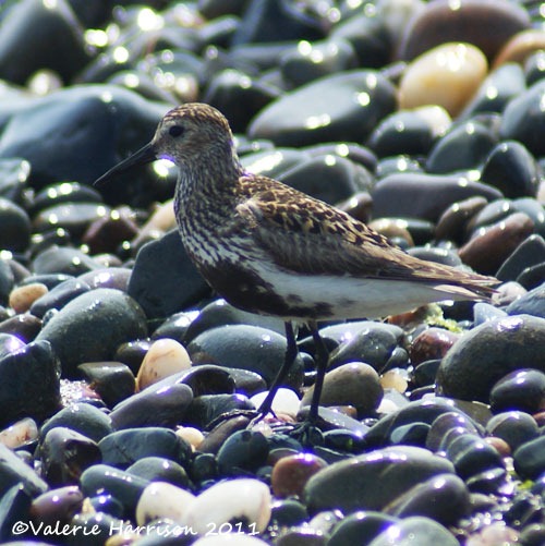 [10-dunlin%255B2%255D.jpg]