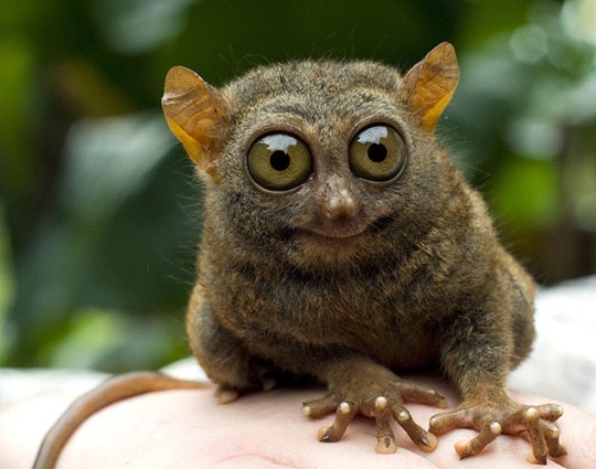 [animals-worried-face-20%255B2%255D.jpg]