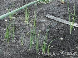 Green Onions Green Onions