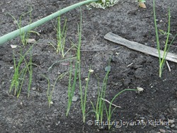 Green Onions