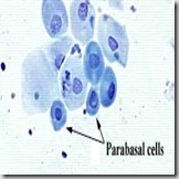 cellule parabasali