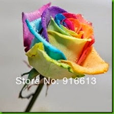 MENTIRA 5 Rainbow-rose-seed-Rose-Seeds-bonsai-Colorful-Rose