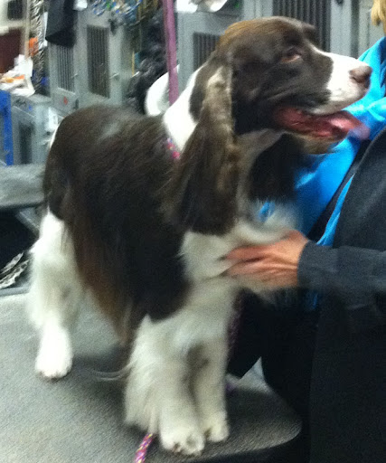 English Springer Spaniel