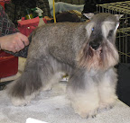 Miniature Schnauzer
