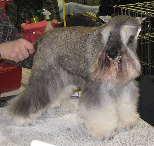 Miniature Schnauzer