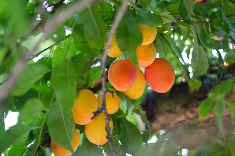 [plums-4%255B7%255D.jpg]