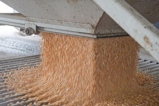 [corn-into-hopper-small%255B3%255D.jpg]