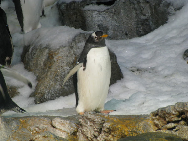 IMG_4299.jpg