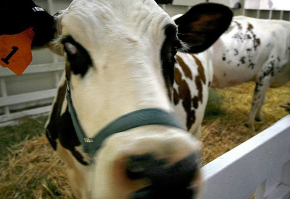 [Cow%255B2%255D.jpg]