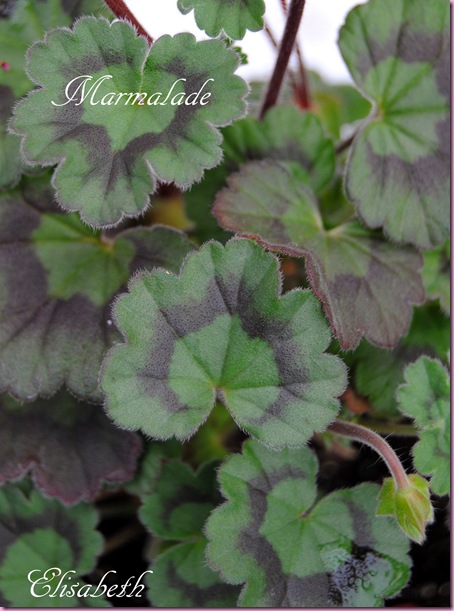 pelargonium i mai 2011 040