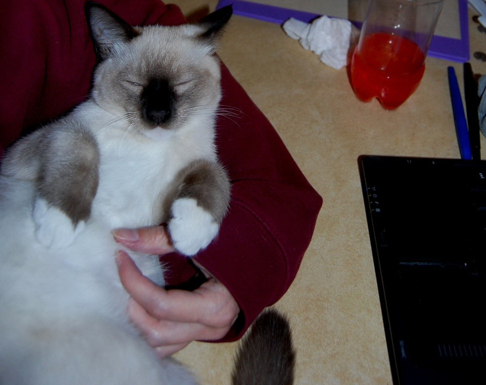 [catcomputer113.jpg]