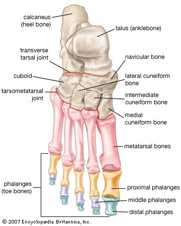 [Foot-bone-diagram-with-labels%255B4%255D.jpg]