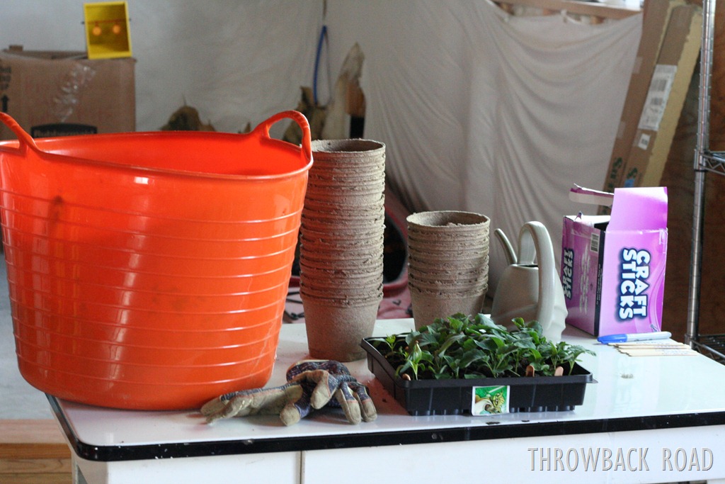 [transplanting-seedlings-0043.jpg]