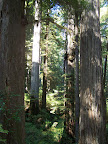 california_sequoia