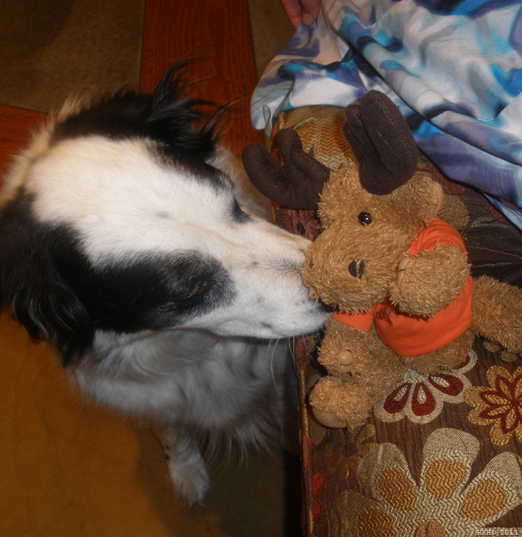 [Piper%2520Gives%2520Moosey-Moose%2520Puppy%2520Kisses%255B9%255D.jpg]