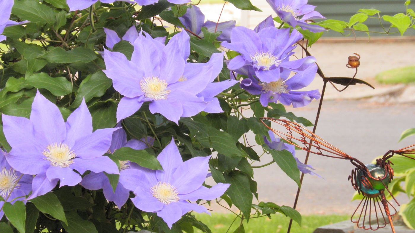 [Summer%2520Scenes%2520Summer%2520FLowers%2520June%252017%25202011%2520%25283%2529compressed%255B2%255D.jpg]