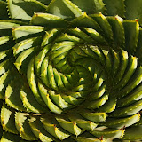 Spiral Aloe