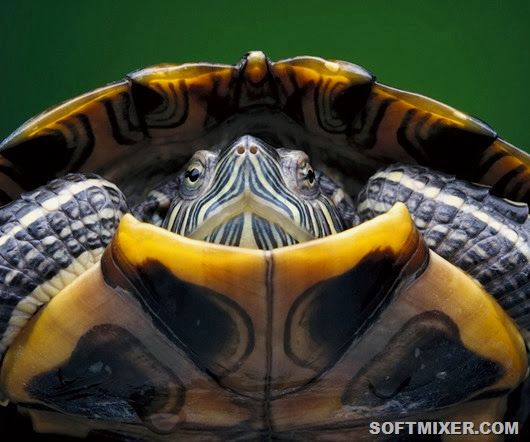 turtles-1 turtles-1