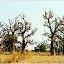 Baobab et leurs fruits