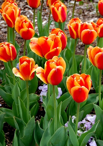 [tptulips2%255B2%255D.jpg]