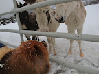 It's good to see that you're in no hurry to leave, G.K.  Why don't you come into our paddock and we can all make some snow angels?