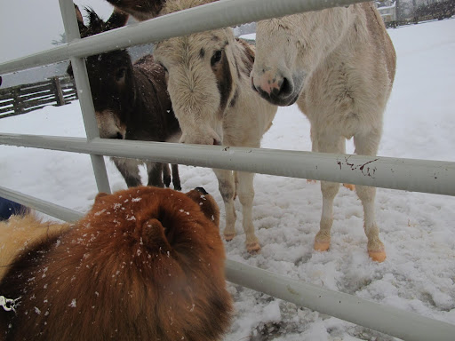 It's good to see that you're in no hurry to leave, G.K.  Why don't you come into our paddock and we can all make some snow angels?