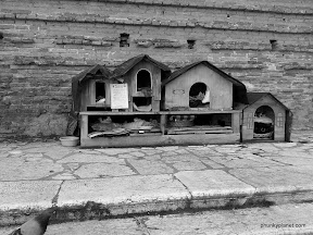 Cat House, Venice