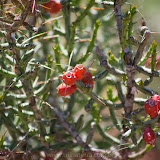 Flor de cactus - Palo Duro National Park - Amarillo, TX