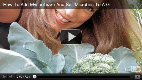 soil microbes