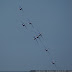 DSC00500.jpg
