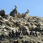 Guanay Comorants below, piqueros above.  Both are major producers of the guano.